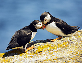 A puffin couple kissing in Newfoundland
