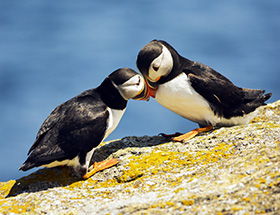 newfoundland dating