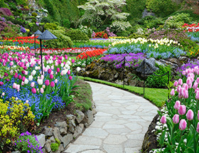 Tulips at the Buchart gardens in Victoria