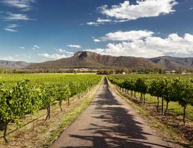 beautiful vineyard